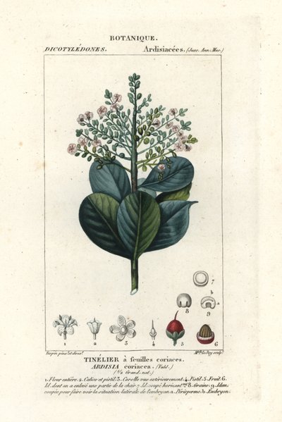 Beefwood, Ardisia coriacea door Stanghi Stanghi