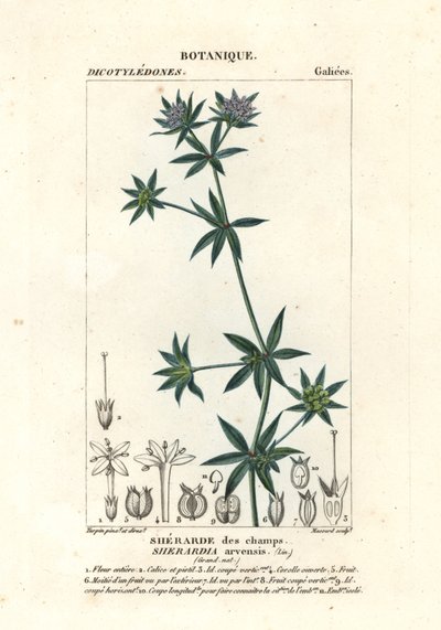 Blauwe veldmeester, Sherardia arvensis door Stanghi Stanghi