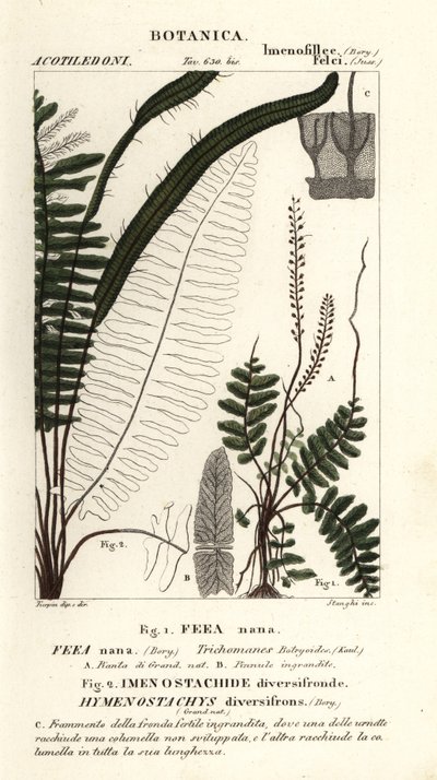Borstelvaren, Trichomanes botryoides door Stanghi Stanghi