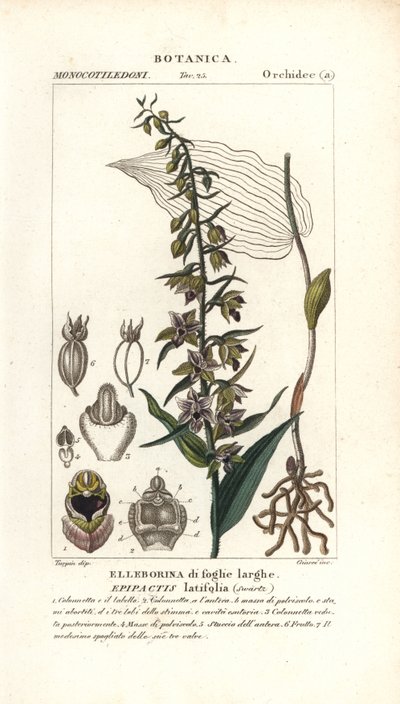 Breedbladige helleborine orchidee, Epipactis helleborine door Stanghi Stanghi