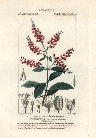 Bushwillow, Combretum coccineum door Stanghi Stanghi