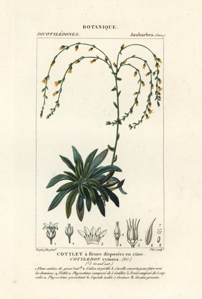 Canyon eeuwiglevend, Dudleya cymosa door Stanghi Stanghi