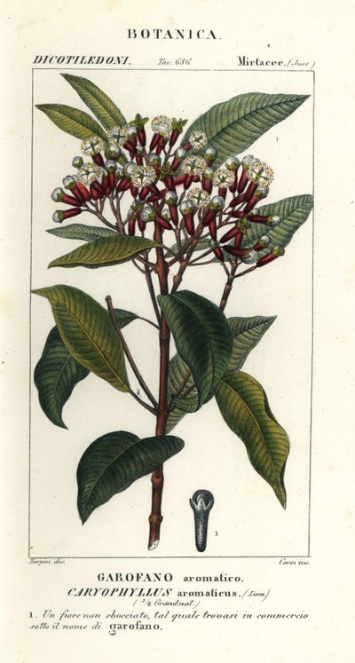 Kruidnagel, Syzygium aromaticum door Stanghi Stanghi