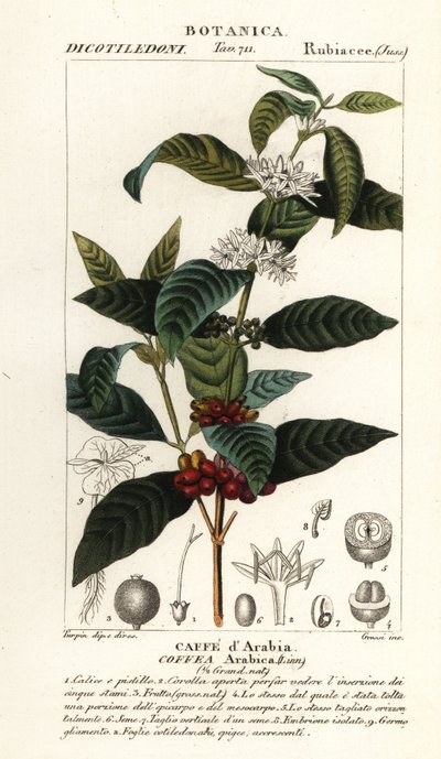 Koffie, Coffea arabica door Stanghi Stanghi