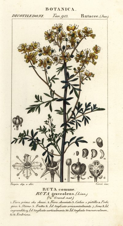 Wijnruit of genadekruid, Ruta graveolens door Stanghi Stanghi
