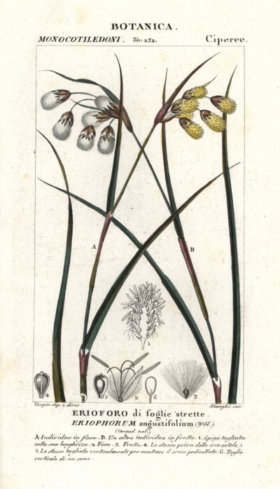 Veenpluis of wollegras, Eriophorum angustifolium door Stanghi Stanghi