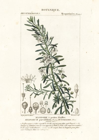 Kruipende boobialla, Myoporum parvifolium door Stanghi Stanghi