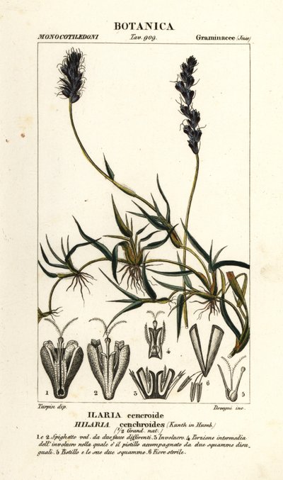 Krulmesquite, Hilaria cenchroides door Stanghi Stanghi