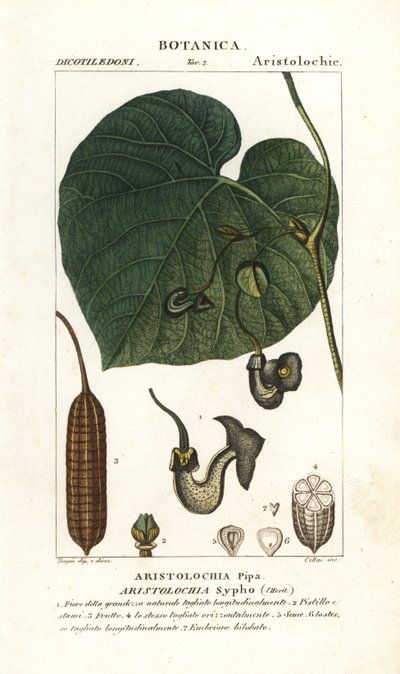 Pijpbloem of pijpplant, Aristolochia macrophylla door Stanghi Stanghi