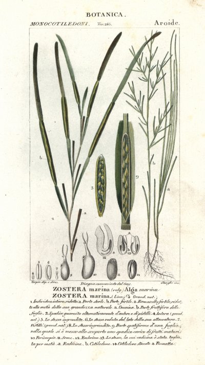 Zeegras of zeewier, Zostera marina door Stanghi Stanghi