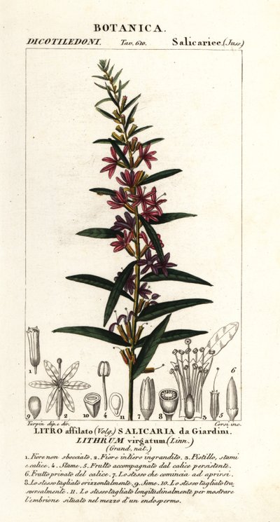 Europese kattenstaart, Lythrum virgatum door Stanghi Stanghi