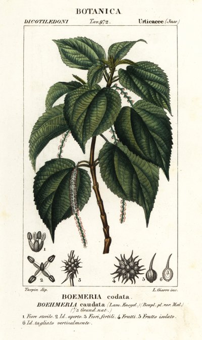 Valse brandnetel, Boehmeria caudata door Stanghi Stanghi
