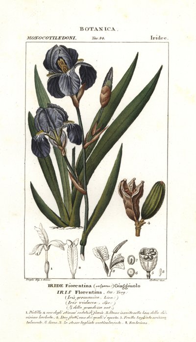 Florentijnse iris, Iris germanica var florentina door Stanghi Stanghi