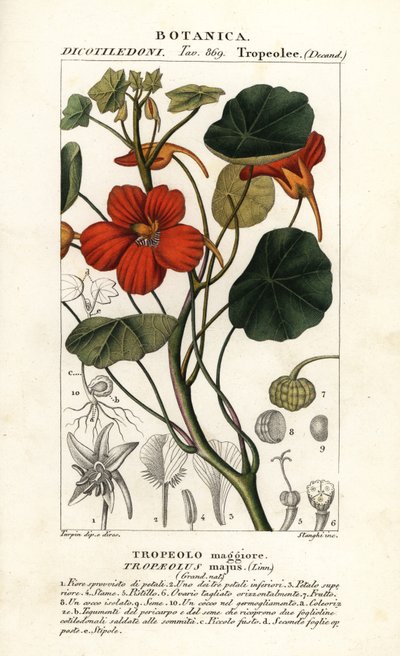 Oost-Indische kers, Tropaeolum majus door Stanghi Stanghi