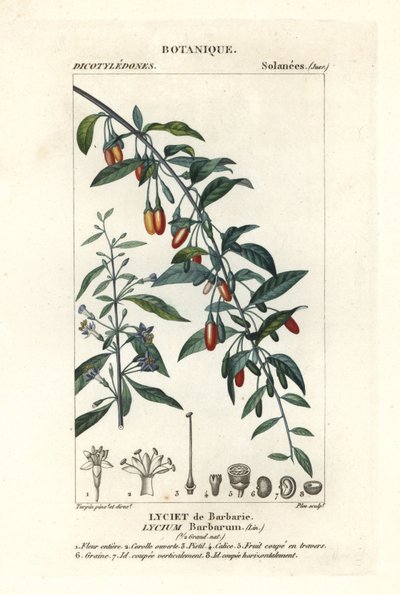 Goji bes, Lycium barbarum door Stanghi Stanghi