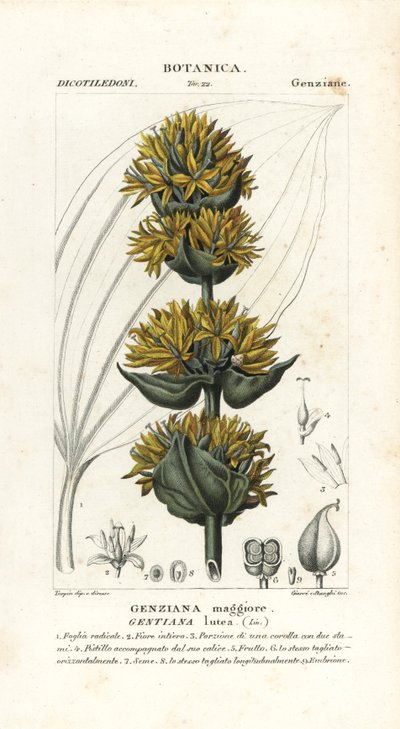 Grote gele gentiaan, Gentiana lutea door Stanghi Stanghi