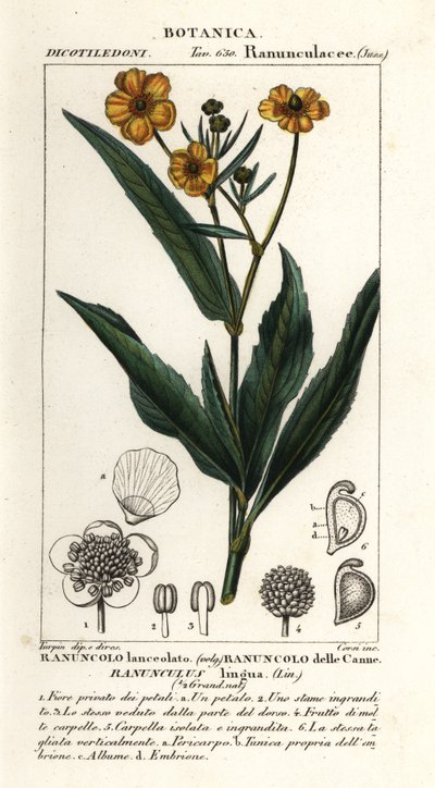 Grote waterranonkel, Ranunculus lingua door Stanghi Stanghi