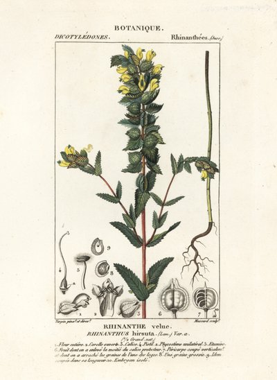 Grote ratelaar, Rhinanthus alectorolophus door Stanghi Stanghi