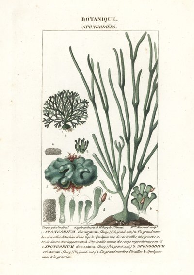 Groene algen Spongodium soorten door Stanghi Stanghi