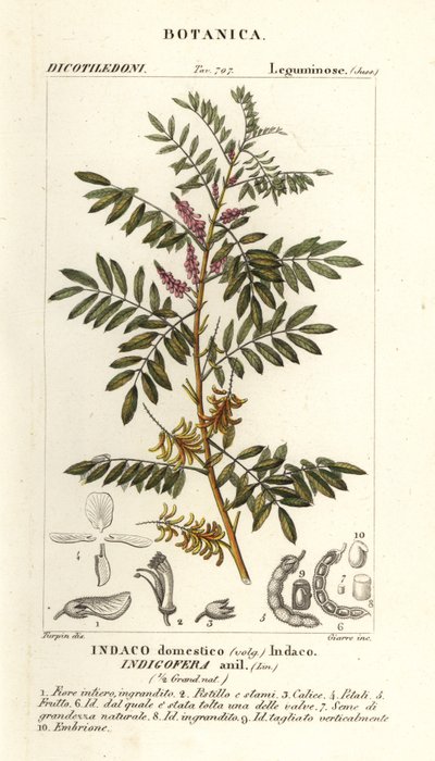 Guatemalteekse indigo, Indigofera suffruticosa door Stanghi Stanghi