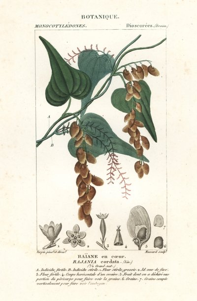 Himberboom, Rajania cordata door Stanghi Stanghi