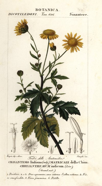 Indische chrysant, Chrysanthemum indicum door Stanghi Stanghi