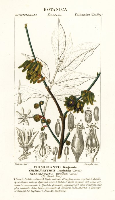 Japanse allspice, Chimonanthus praecox door Stanghi Stanghi