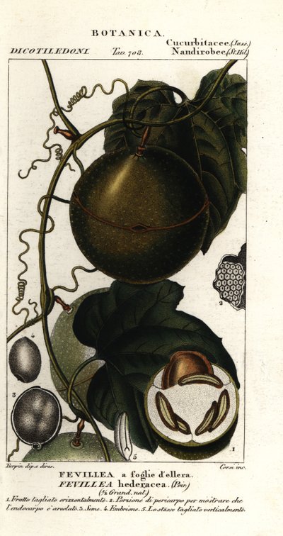 Javillo of tegengif caccoon fruit, Fevillea cordifolia door Stanghi Stanghi
