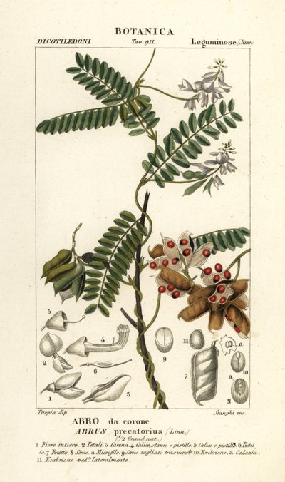 Jequirity boon of rozenkrans erwten, Abrus precatorius door Stanghi Stanghi