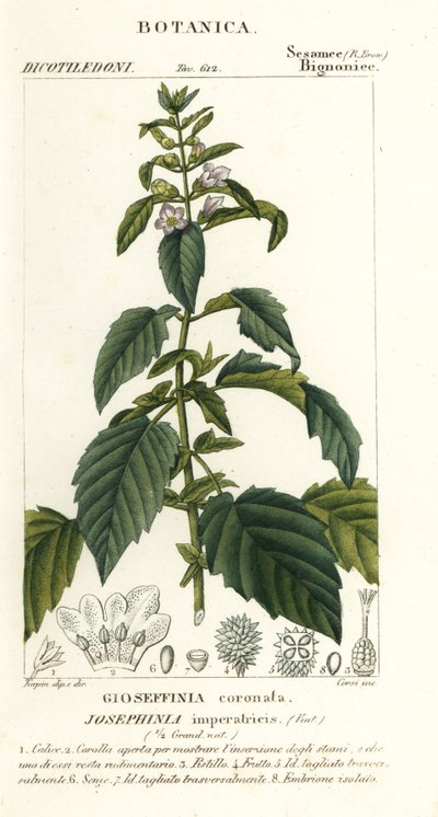 Josephinia imperatricis door Stanghi Stanghi