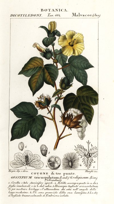 Mexicaanse katoen, Gossypium hirsutum door Stanghi Stanghi