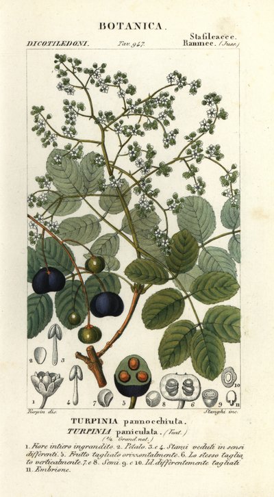 Muttonwood, Turpinia occidentalis door Stanghi Stanghi
