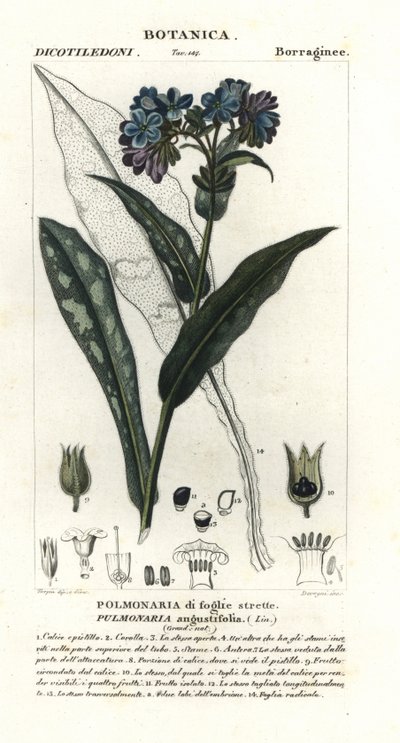 Smalbladig longkruid, Pulmonaria angustifolia door Stanghi Stanghi