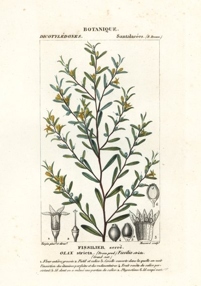 Olax stricta door Stanghi Stanghi