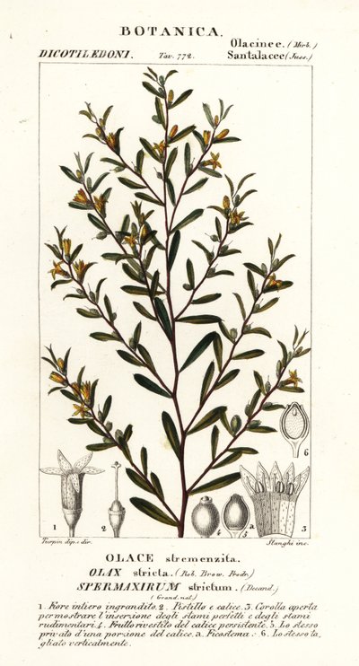 Olax stricta door Stanghi Stanghi