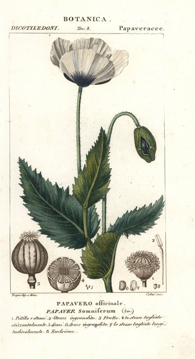 Slaapbol, Papaver somniferum, Papavero officinale door Stanghi Stanghi