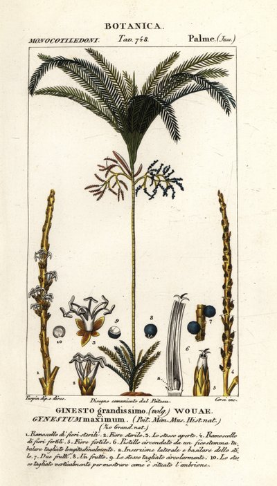 Palmboom, Geonoma maxima door Stanghi Stanghi
