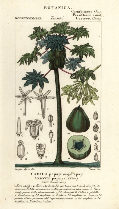 Papaja, papaw of pawpaw boom en vrucht, Carica papaya door Stanghi Stanghi