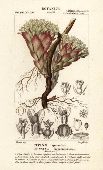 Parasitische plant, Cytinus hypocistis door Stanghi Stanghi