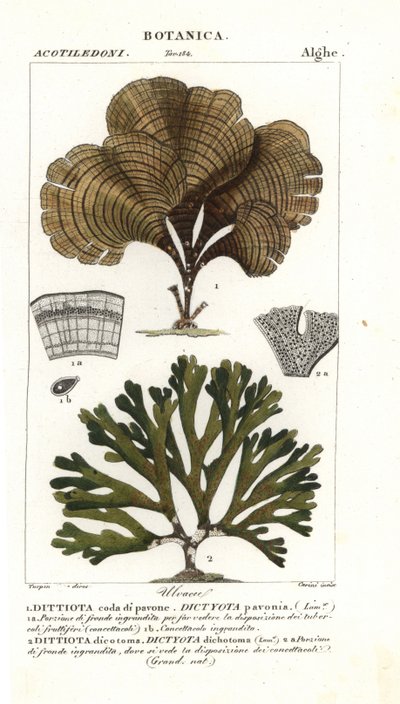 Pauwstaart, Padina pavonica 1, en Dictyota dichotoma 2 door Stanghi Stanghi
