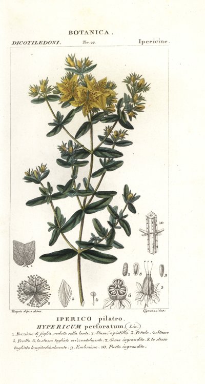 Sint-Janskruid, Hypericum perforatum door Stanghi Stanghi