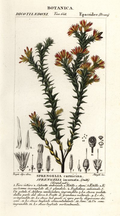 Roze moerasheide, Sprengelia incarnata door Stanghi Stanghi