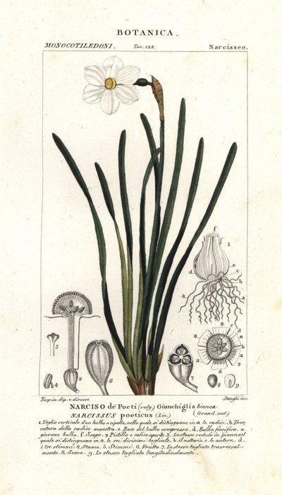 Dichtersnarcis, Narcissus poeticus door Stanghi Stanghi
