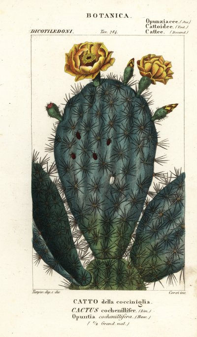 Schijfcactus, Nopalea cochenillifera door Stanghi Stanghi
