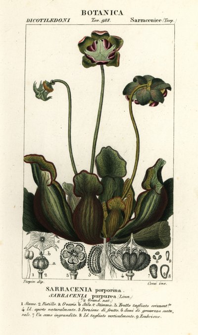 Paarse bekerplant, Sarracenia purpurea door Stanghi Stanghi