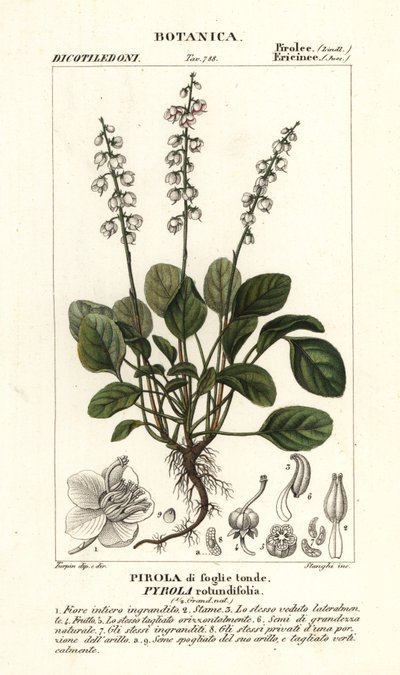 Rondbladige wintergroen, Pyrola rotundifolia door Stanghi Stanghi