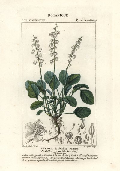 Rondbladige wintergroen, Pyrola rotundifolia door Stanghi Stanghi