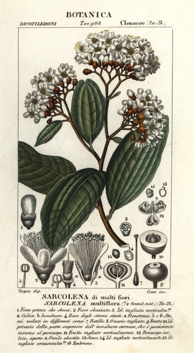 Sarcolaena multiflora door Stanghi Stanghi