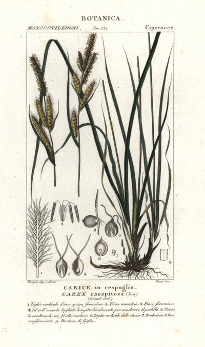 Zeggegras, Carex caespitosa door Stanghi Stanghi