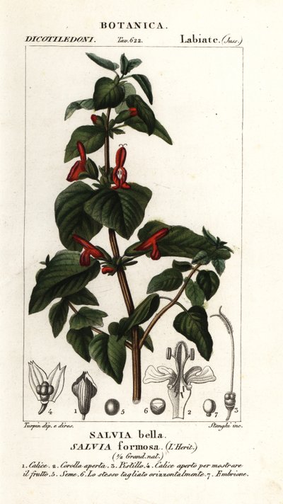 Glanzendbladige salie, Salvia formosa door Stanghi Stanghi